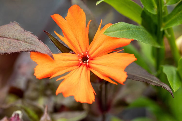 Lychnis x arkwrightii 'Vesuvius', leuchtend orange, ca. 9x9 cm Topf