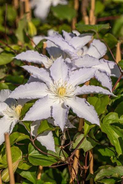 Clematis Hybride 'Destiny', Waldrebe, violett, 60–100 cm