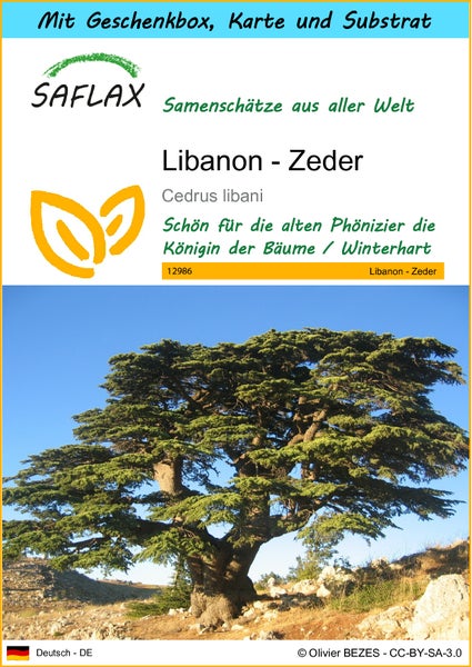 SAFLAX Geschenk Set - Libanon - Zeder - Cedrus libani - 20 Samen - Mit Geschenkbox, Versandaufkleber, Geschenkkarte und Anzuchtsubstrat