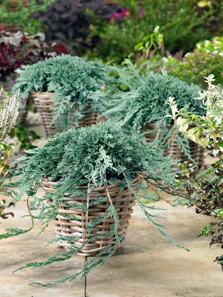 Juniperus horizontalis 'Icee Blue', Kriech-Wacholder, blau, 20–25 cm