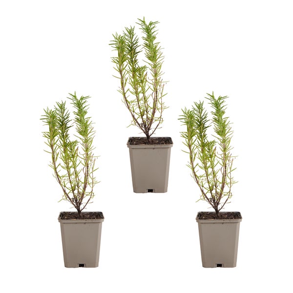 Werkbank mit Werkzeugen und Zubehör.