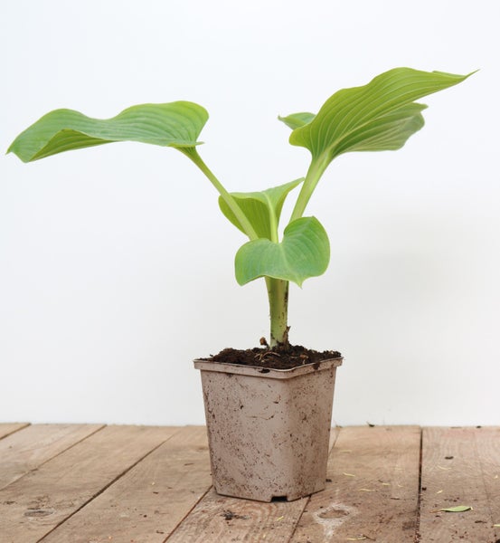 Hosta elata, Funkie, grün, ca. 11x11 cm Topf