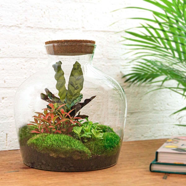 Flaschengarten Fat Joe - ROT - DIY-Pflanzen-Terrarium - 30cm - incl. Rechen und Schaufel