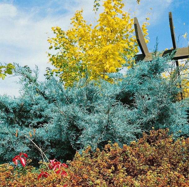 Juniperus virginiana 'Grey Owl', Wacholder, silbergrau, 40–60 cm