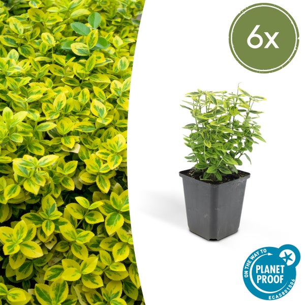 Bodendecker - Kriechspindel - Euonymus fortunei 'Emerald Gold' - 9cm Topf - Set mit 6 Pflanzen