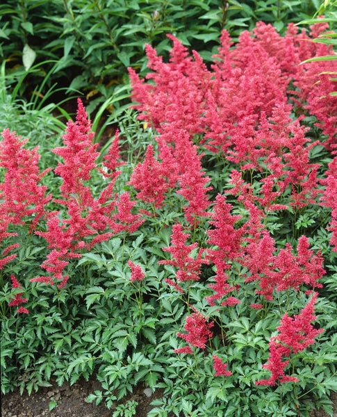 Astilbe x arendsii 'Glut', Prachtspiere, rot, ca. 9x9 cm Topf