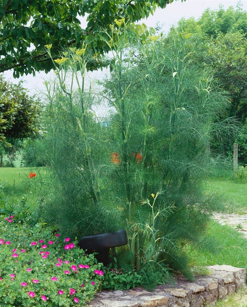 Fenchelpflanze im Gartenbeet mit Blumen