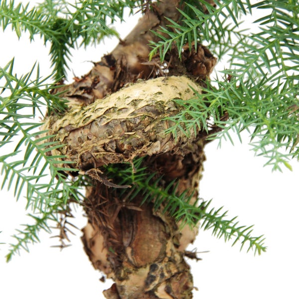 Zimmerbonsai Araucaria cunninghamii Zimmertanne Neuguinea-Araukarie 65cm hoch 25cm Schale Kunststoff in Beton-Optik