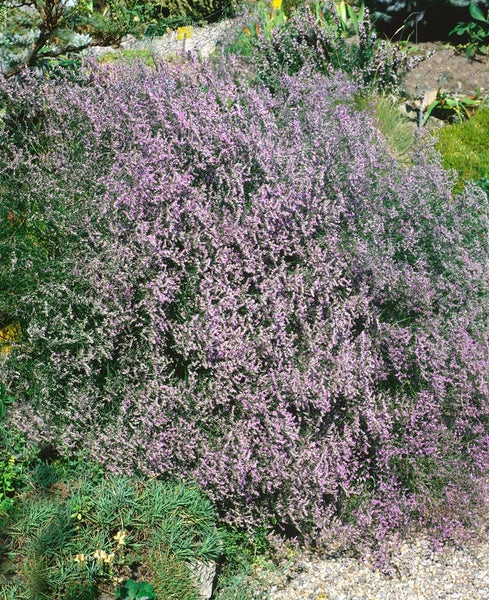 Limonium latifolium, Meerlavendel, blauviolett, ca. 9x9 cm Topf