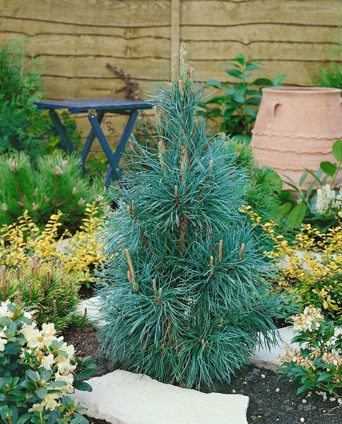 Pinus sylvestris 'Fastigiata', Säulenkiefer, 60–80 cm