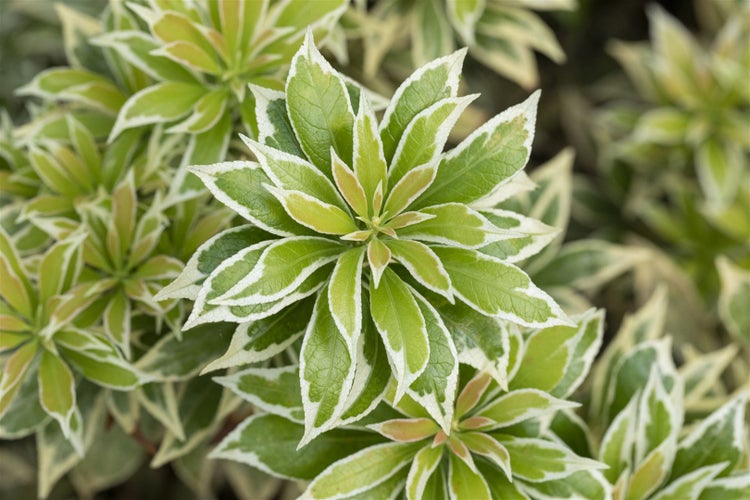 Pieris japonica 'Variegata', Japanische Lavendelheide, bunt, 40–50 cm