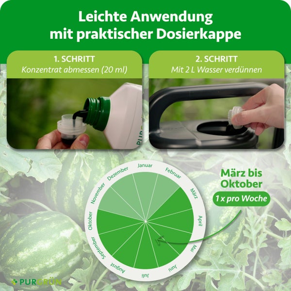 Anwendung Purgrün Flüssigdünger: Konzentrat abmessen, mit Wasser in Gießkanne mischen. Anwendung von März bis Oktober wöchentlich. Purgrün Logo.