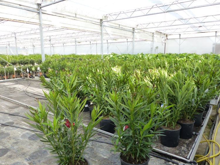 Oleander Pflanzen in schwarzen Kunststofftöpfen in einem hellen Gewächshaus mit Metallkonstruktion.