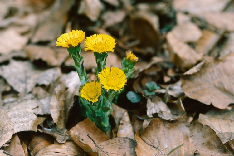 Tussilago farfara, Huflattich, gelb, ca. 9x9 cm Topf
