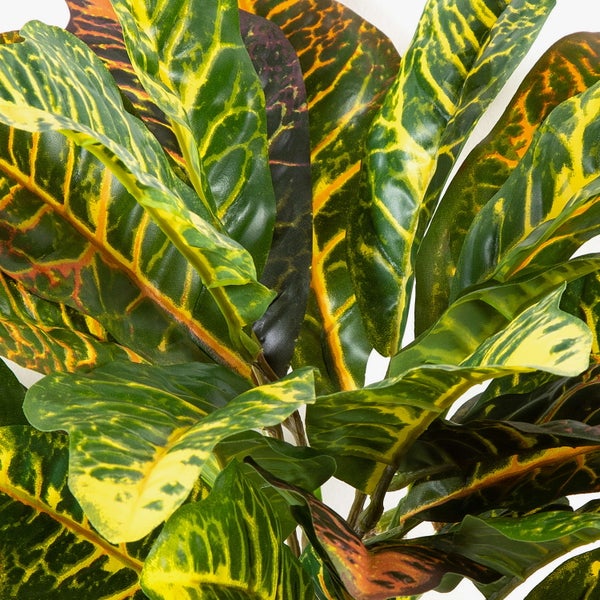 Nahaufnahme einer Kroton Zimmerpflanze mit gemusterten Blättern und ausgeprägten Blattnerven.