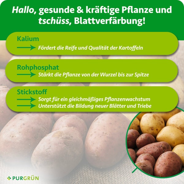 Infografik zu Kartoffelnährstoffen: Kalium für Reife, Rohphosphat für Pflanzenstärke, Stickstoff für Wachstum und Blattbildung. Purgrün Logo.