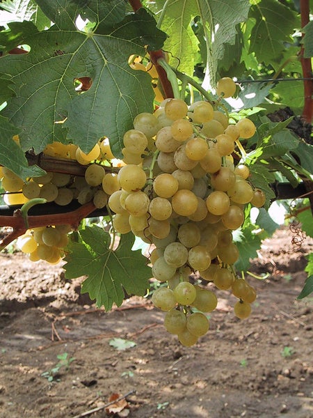 Eine Traube heller Weintrauben hängt an einem Rebstock mit großen grünen Blättern in einem Weinberg.