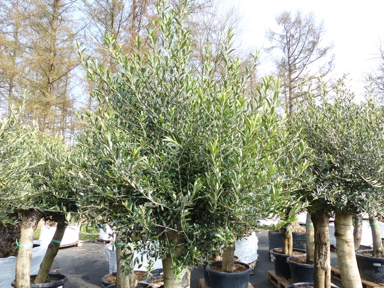 2x Olivenbaum Olive 60 Jahre 200 - 240 cm, beste Qualität, Stammumfang 40 - 50 cm, winterhart, Olea Europaea