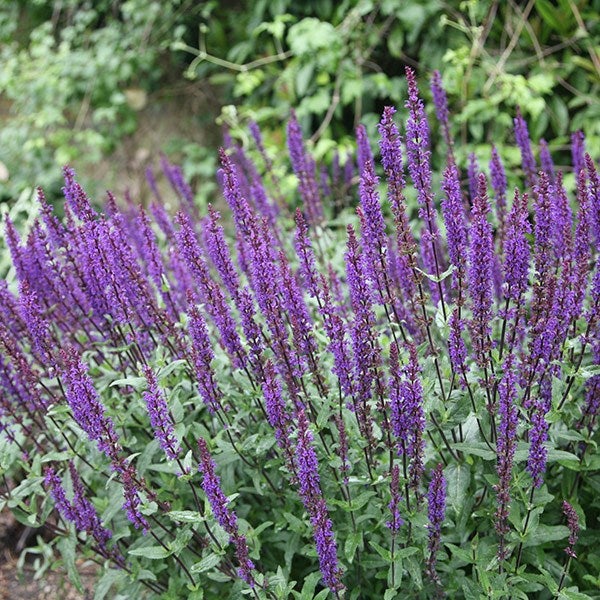 Salbei Pflanze mit violetten Blüten im Garten.