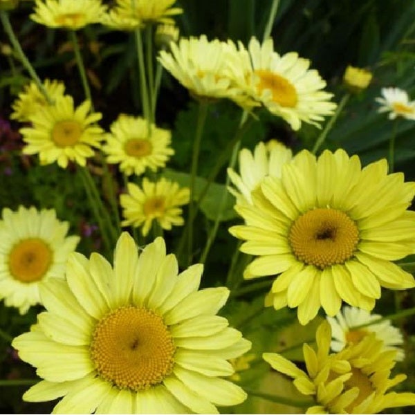 Nahaufnahme von gelben Margeriten im Garten.