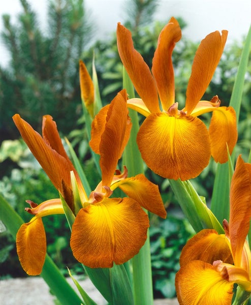 Iris spuria, ca. 9x9 cm Topf, elegant, blau-violette Blüten