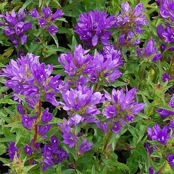 Acker-Glockenblume mit violetten Blüten und grünen Blättern