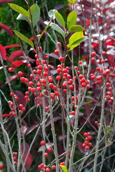 Ilex verticillata, Winterbeere, 60–80 cm, leuchtend rote Beeren