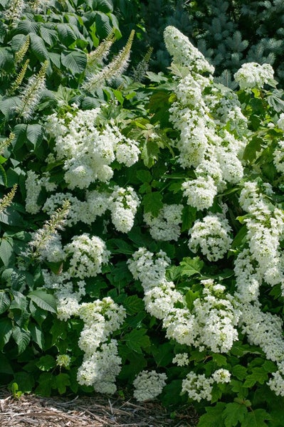 Hydrangea quercifolia 'Snowflake', Eichenblatthortensie, weiß, 40–60 cm