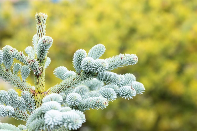 Hecke aus rotem und grünem Efeu im Garten