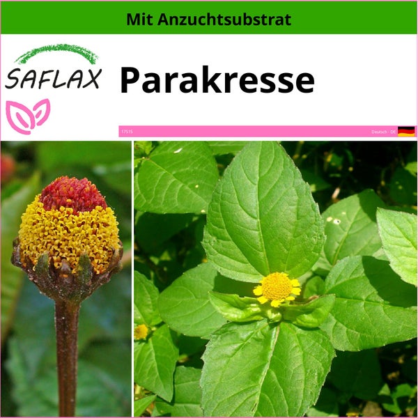 SAFLAX  - Parakresse - Acmella oleracea - 500 Samen - Mit keimfreiem Anzuchtsubstrat