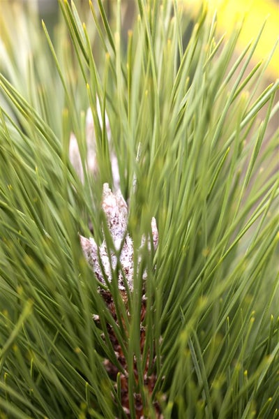 Pinus nigra 'Green Tower', Schwarz-Kiefer, 50–60 cm