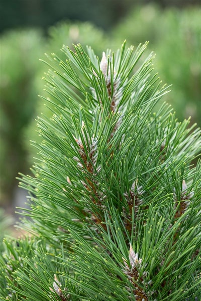 Pinus nigra 'Komet', Schwarzkiefer, 40–50 cm, immergrün
