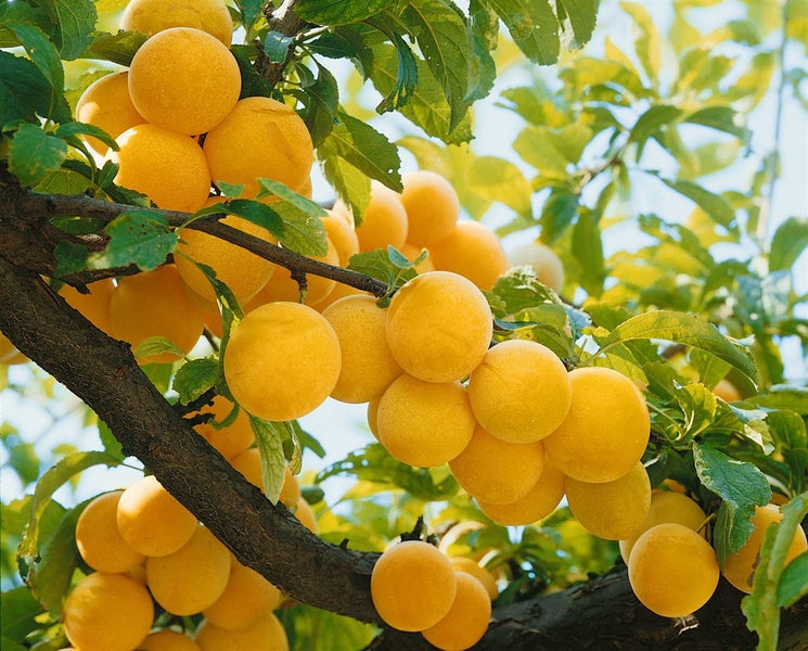 Prunus domestica 'Golden Japan', gelbe Pflaume, 150–200 cm