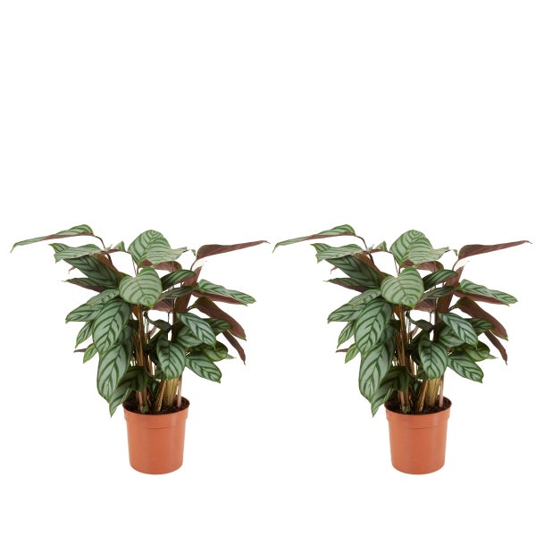 Bloomique - 2er Set - Calathea Compactstar - Korbmarante - Zimmerpflanzen - Pflegeleicht - Luftreinigend - Höhe 30-40 cm - Topf 12 cm