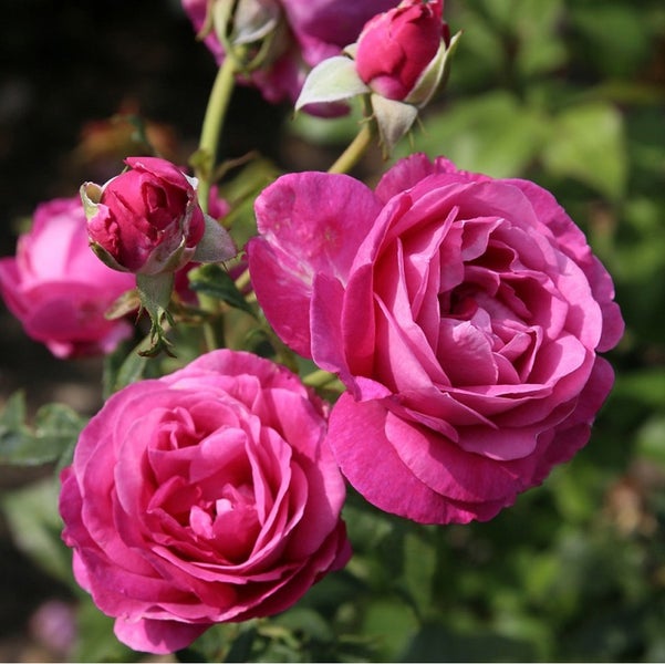 Nahaufnahme von rosa Rosenblüten