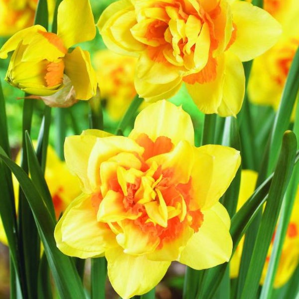 Nahaufnahme von gefüllten Narzissenblüten im Garten