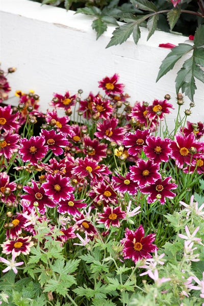 Coreopsis rosea 'Ruby Frost', Mädchenauge, rosa, ca. 11x11 cm Topf
