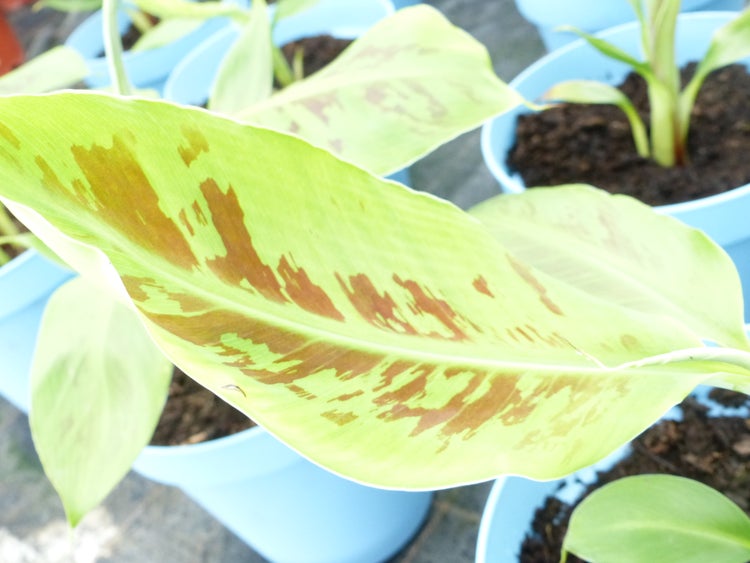 Bananenstaude Banane Grand-Naine-acuminata-Banane 40-50 cm, Chiquita Banane, Staude