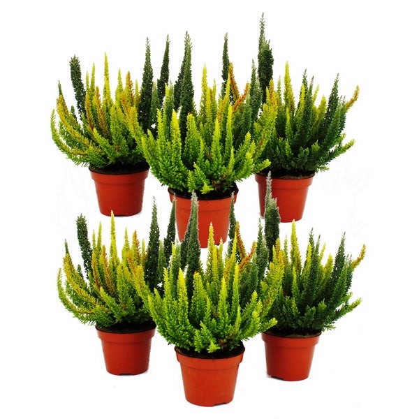 Calluna Green Nature Grüne Besenheide Heidekraut winterhart 11cm Topf Set mit 6 Pflanzen versch. Grüntöne pro Topf