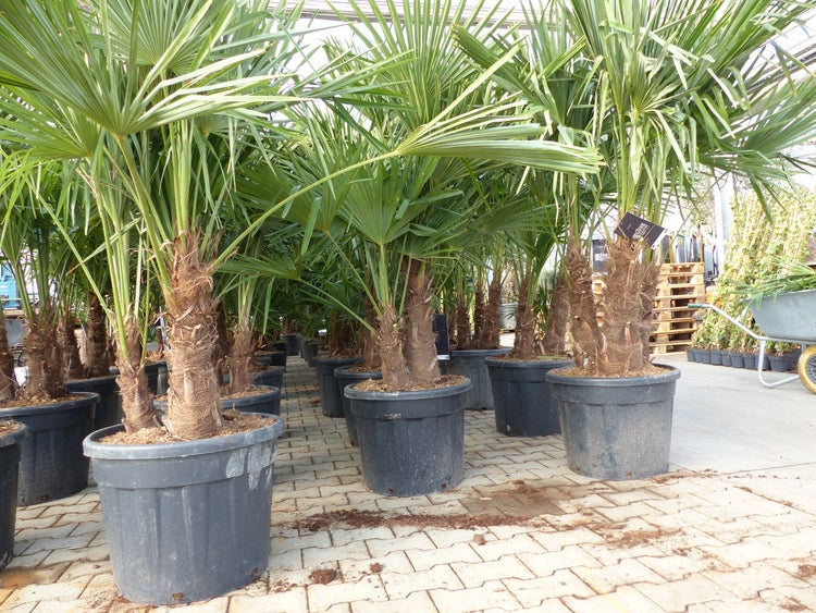 Trachycarpus Fortunei Gruppe mehrstämmig Palme, winterhart 180 - 200 cm Palmengruppe
