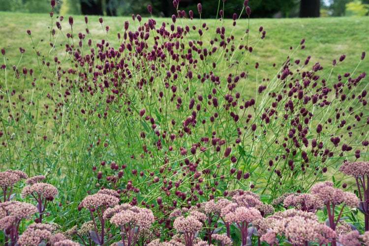 Sanguisorba officinalis 'Tanna', Wiesenknopf, rot, ca. 9x9 cm Topf