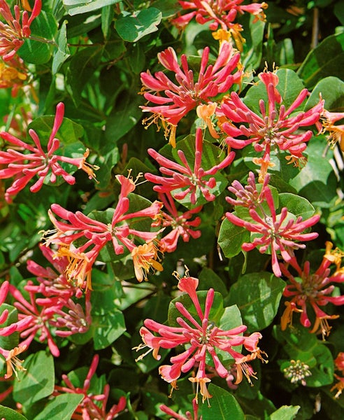 Lonicera periclymenum, Geißblatt, 40–60 cm, duftend