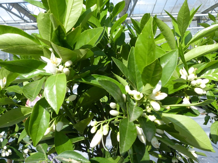 Citrus Sinensis Stamm Orangenbaum 80 - 90 cm Zitrus Orange Obstbaum
