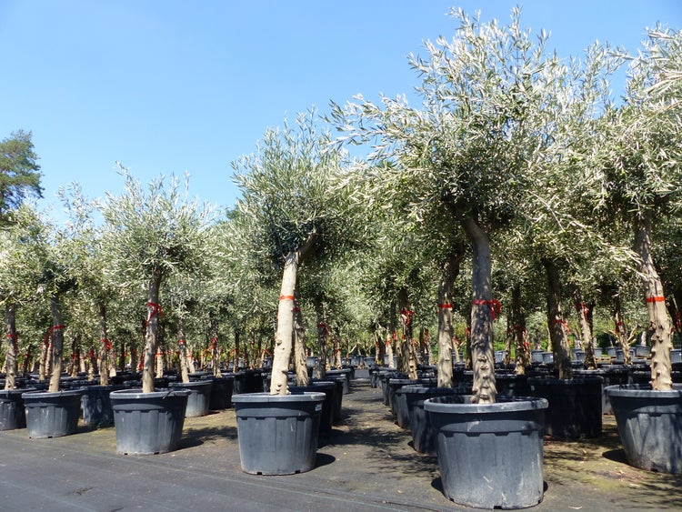 4 Stück Olivenbaum Angebot 200 - 250 cm, winterhart, Olive, Ölbaum
