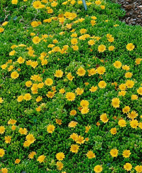 Delosperma nubigenum, Mittagsblume, gelb, ca. 9x9 cm Topf