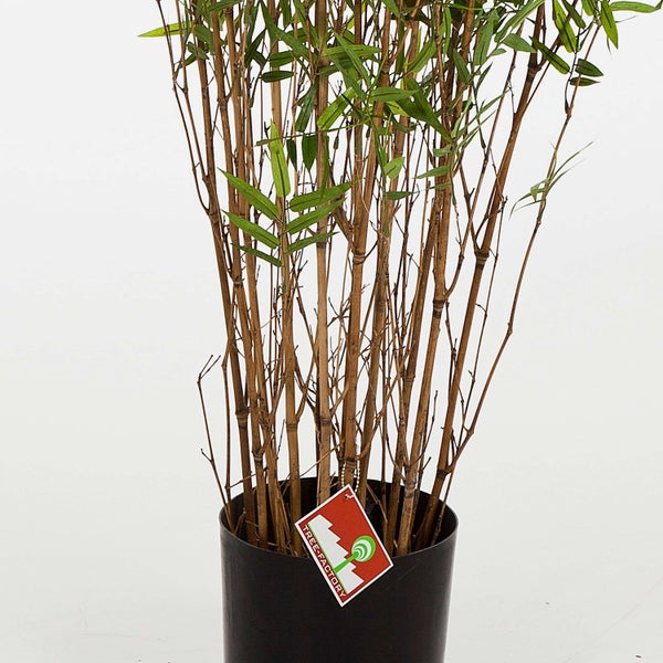 Künstlicher Bambus mit braunen Stielen und grünen Blättern in einem schwarzen Kunststofftopf, Tree Factory Logo.