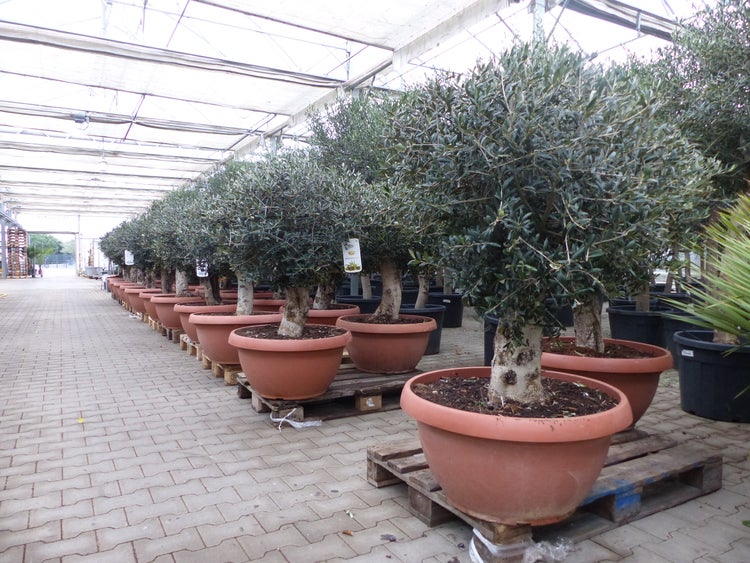 Bonsai Olivenbaum 140 - 160 cm knorrige urige Olive winterhart Olea Europaea Ölbaum