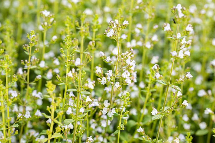 Calamintha nepeta 'Triumphator', Bergminze, ca. 9x9 cm Topf