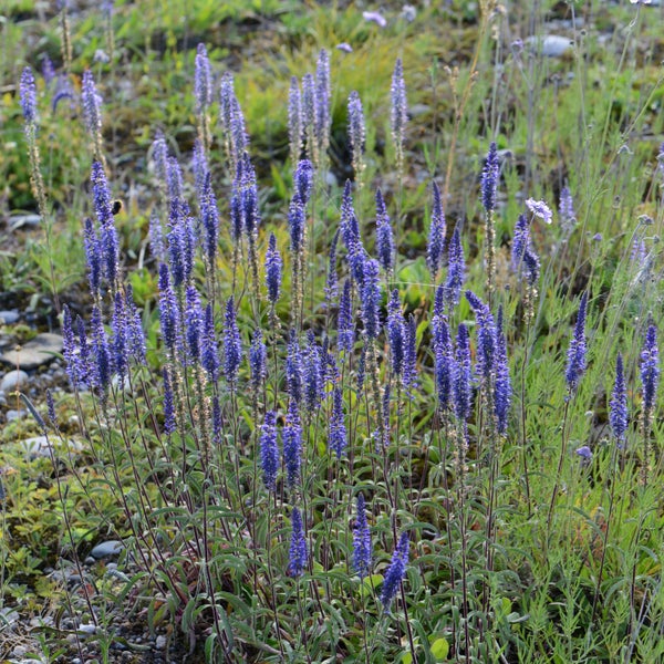 Nahaufnahme von Ährigem Blauweiderich in einer Wiese.