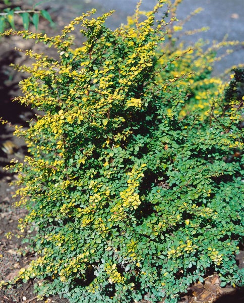 Berberis thunbergii 'Sunsation', Gelbbunte Heckenberberitze, 20–25 cm